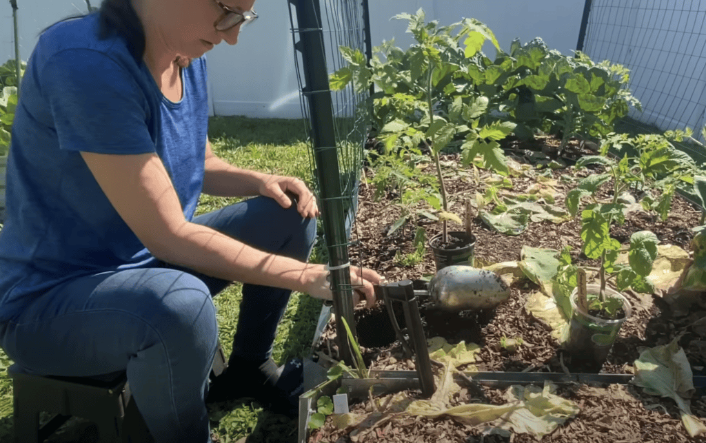 Transplanting Tomatoes